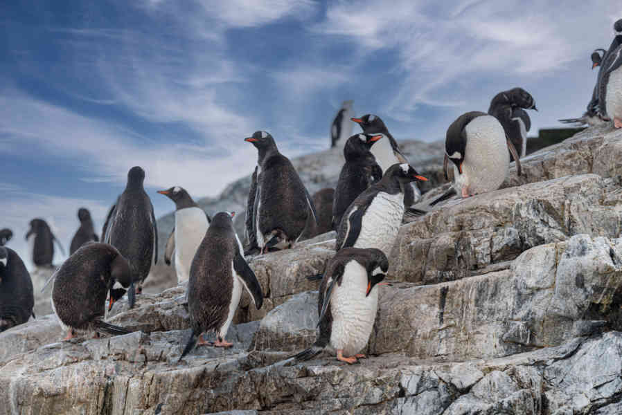 Pingüino Papua o Gentoo - Antártida 04.jpg